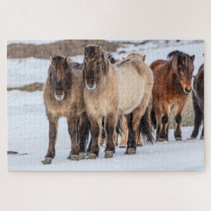 Puzzle Chevaux islandais en hiver près de Hofn, Islande