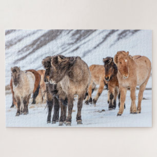 Puzzle Chevaux islandais en pâture hivernale près de Hofn