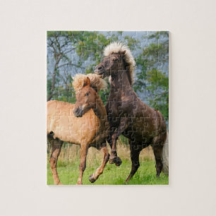 Puzzle Chevaux islandais jouant et s'élevant