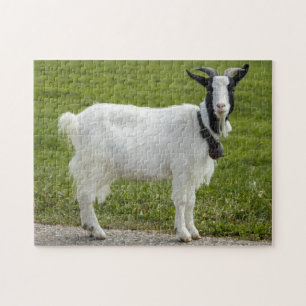 Puzzle Chèvre noire et blanche