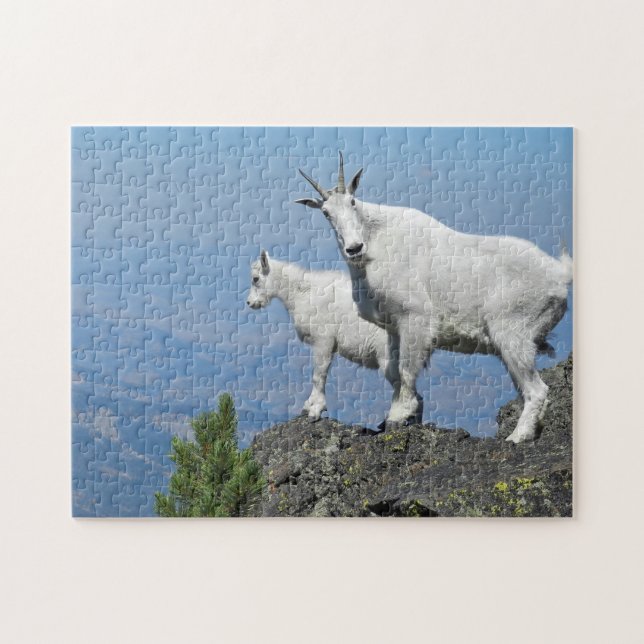 Puzzle Chèvres de montagne Photo White Wildlife (Horizontal)
