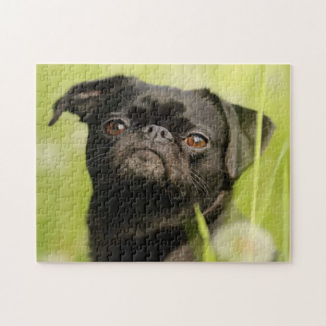 Puzzle Chien belge Griffon. (Horizontal)