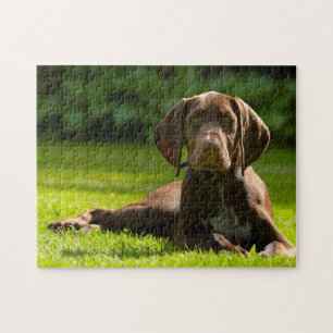 Puzzle Chien Braque Allemand.