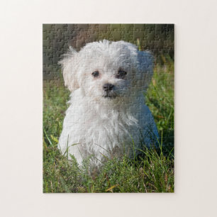 Puzzle Chien chiot maltais blanc mou