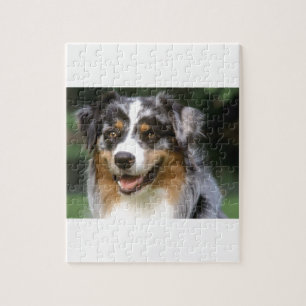 Puzzle Chien de berger australien