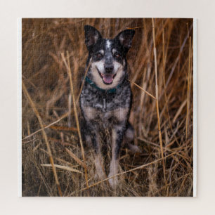 Puzzle Chien de bétail australien Heeler