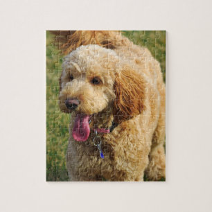 Puzzle Chien de Goldendoodle