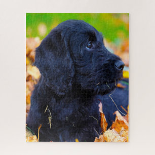 Puzzle Chien de Labradoodle.