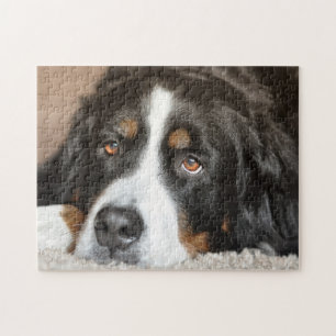 Puzzle Chien de montagne bernois