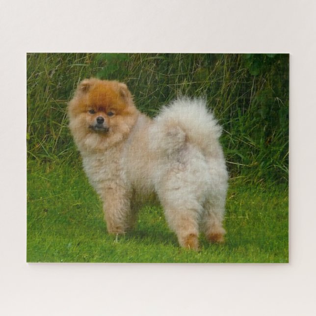 Puzzle Chien de Poméranie Spitz nain. (Horizontal)