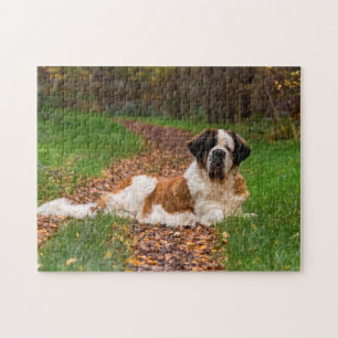 Puzzle Chien de Saint Bernard en automne