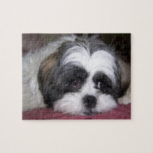 Puzzle Chien de Shih Tzu