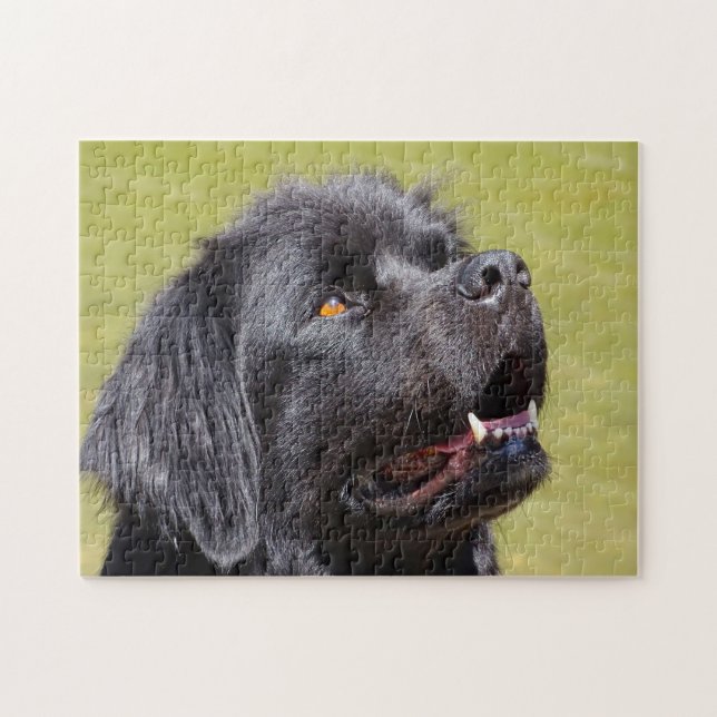 Puzzle Chien de Terre-Neuve. (Horizontal)