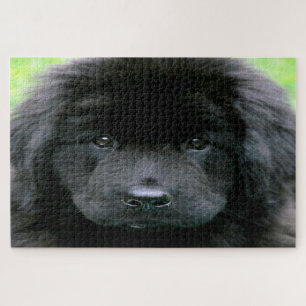 Puzzle Chien de Terre-Neuve.