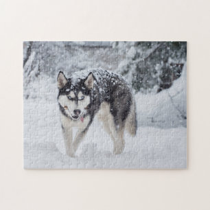 Puzzle Chien de traîneau dans la neige