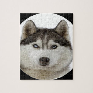 Puzzle "Chien de traîneau sibérien "