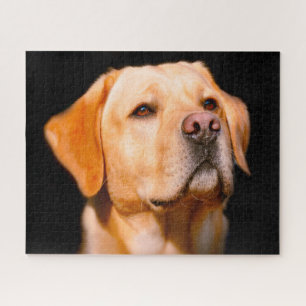 Puzzle Chien du Labrador.