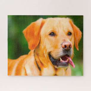 Puzzle Chien du Labrador.