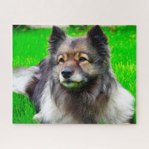 Puzzle Chien Keeshond.