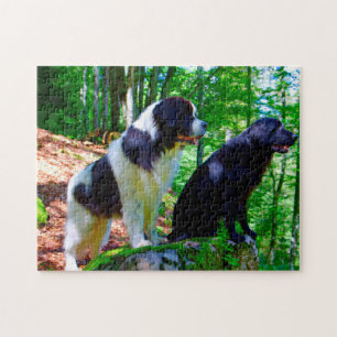 Puzzle Chien Landseer.
