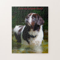 Chien Landseer.