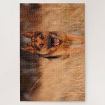Chien mâle Shephard allemand