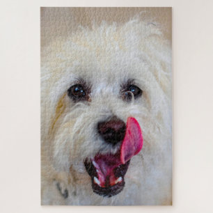 Puzzle Chien Maltais Se Reproduisent.