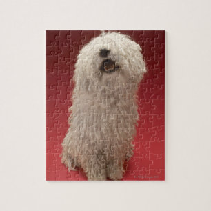 Puzzle Chien mignon de Komondor