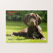 Chien Pointer Allemand.