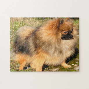 Puzzle Chien Poméranie.