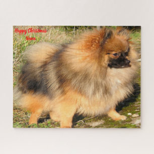 Puzzle Chien Poméranie.