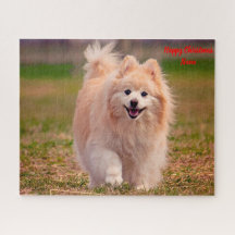 Chien Poméranien.