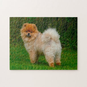 Puzzle Chien Spitz Nain Poméranien.