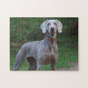 Puzzle Chien Weimaraner
