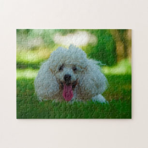 Puzzle Chiens Caniches.