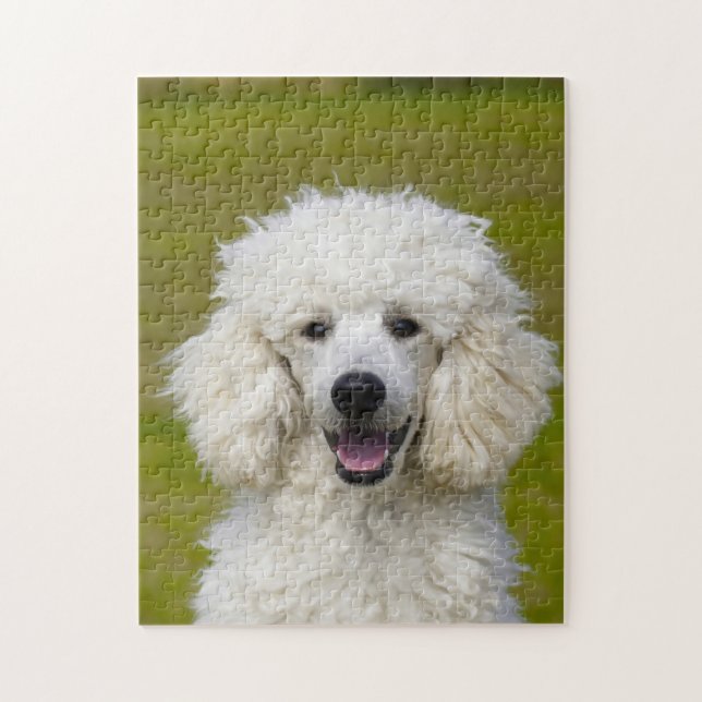 Puzzle Chiens Caniches. (Vertical)