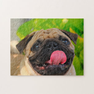 Puzzle Chiens Carlin.