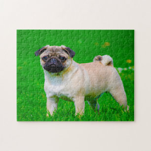 Puzzle Chiens Carlin.