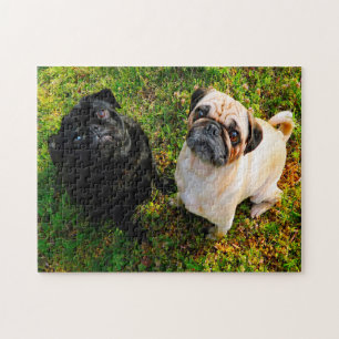 Puzzle Chiens carlins.