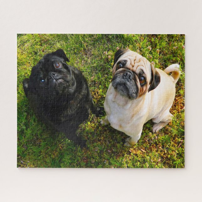 Puzzle Chiens carlins. (Horizontal)