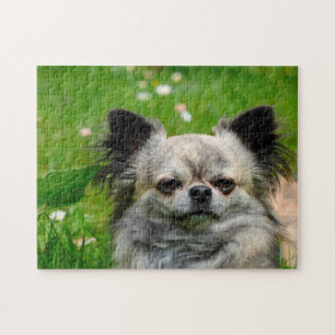 Puzzle Chiens Chihuahua.
