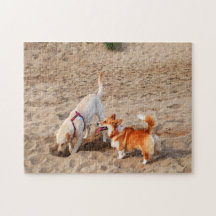 chiens cool sur la plage