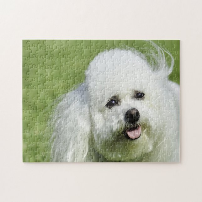 Puzzle Chiens De Bichon Frise. (Horizontal)