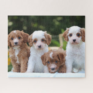 Puzzle Chiens de chiot de Cavapo mignons