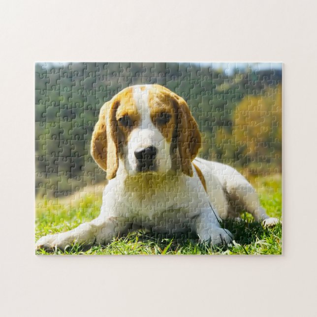 Puzzle Chiens de race Beagle. (Horizontal)