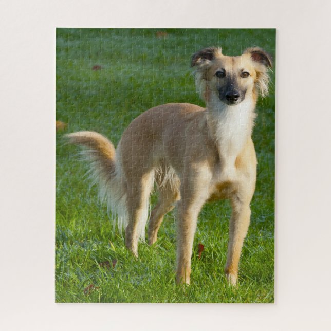 Puzzle Chiens Whippet longs poils Jigsaws. (Vertical)