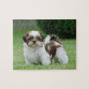 Puzzle Chih tzu chiot