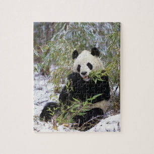 Puzzle Chine, province du Sichuan. Le panda géant se nour
