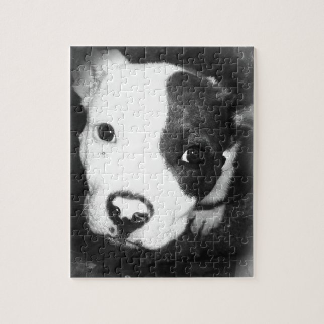Puzzle Chiot bleu de Pitbull de nez (Vertical)