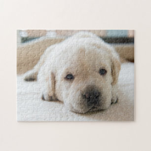 Puzzle Chiot doré du Labrador